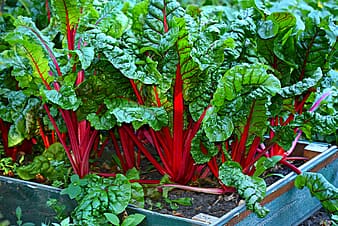 Swiss Chard Rocks!